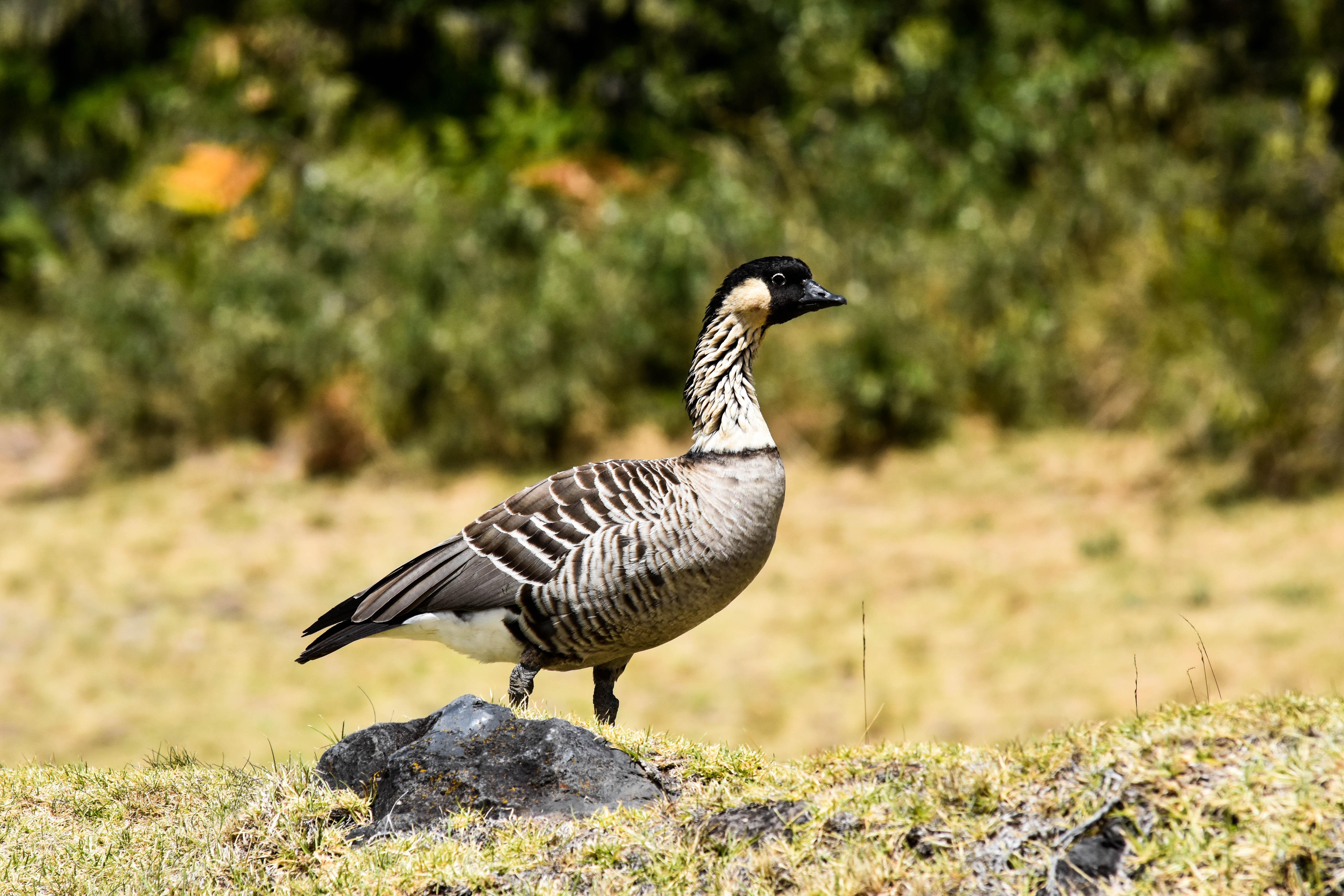 A brown and white bird stands on a rock with green vegetation in the background.