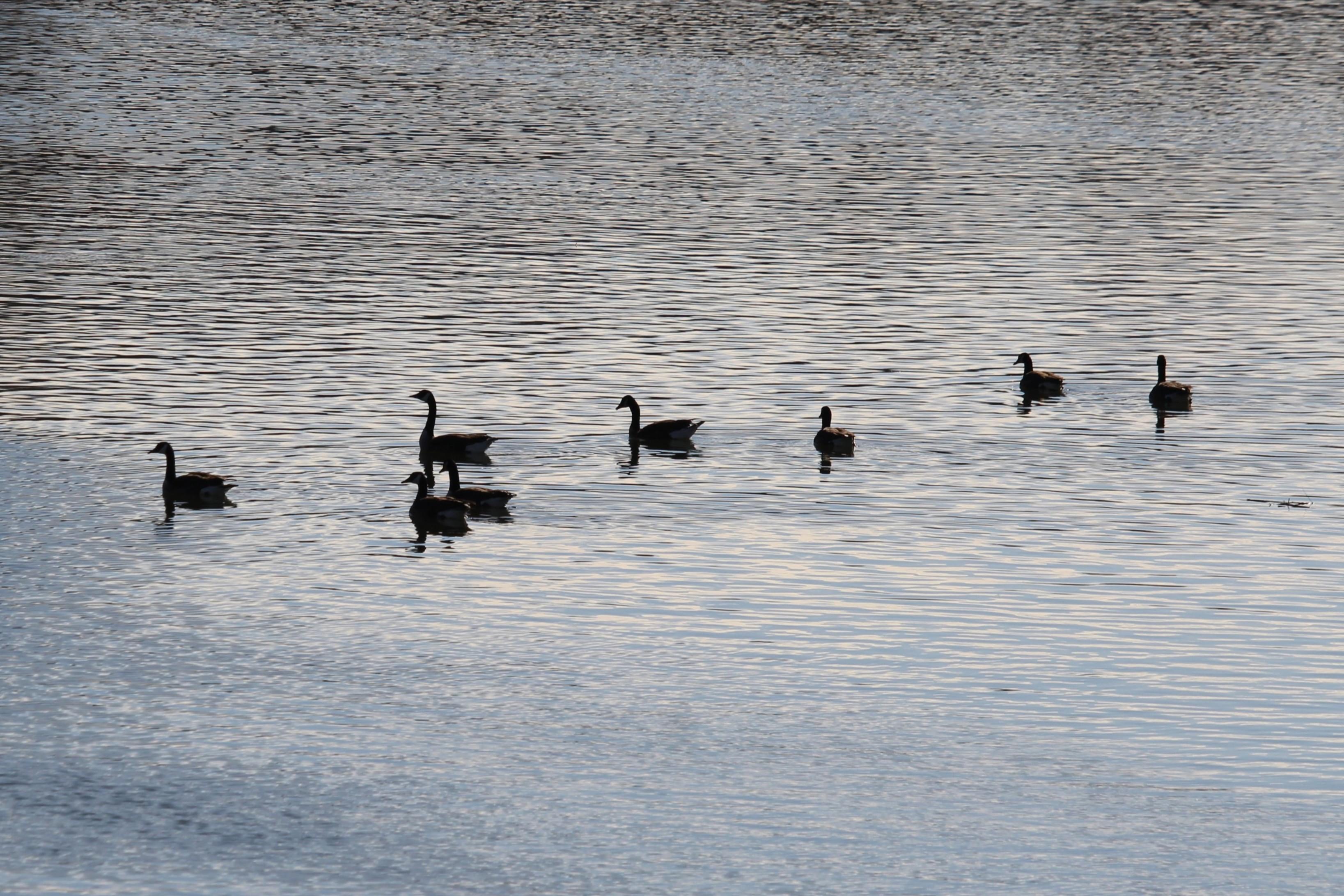 Eight geese in silhouette swimming along the river.