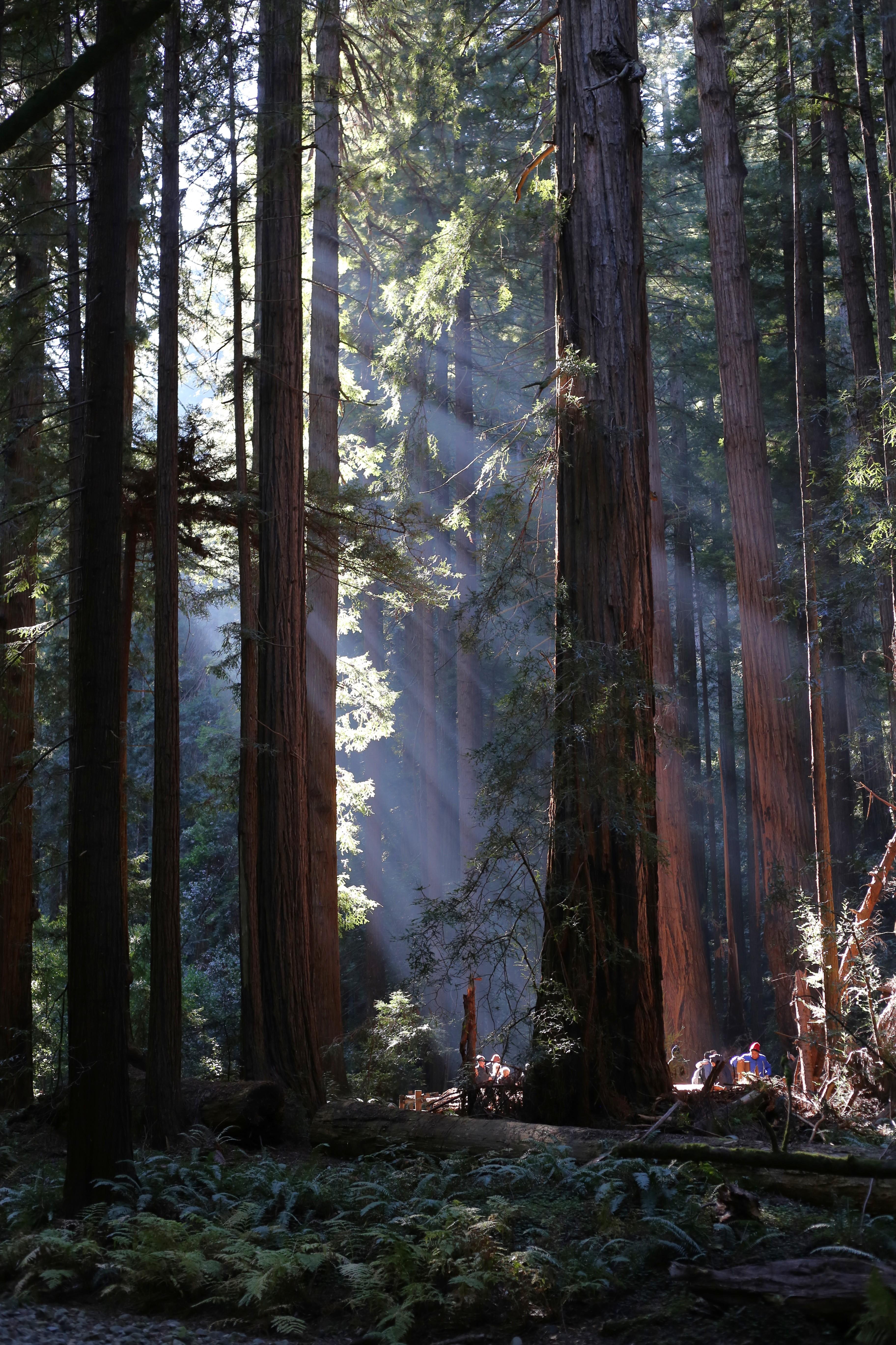 Sun rays shine through a dark forest of tall redwood trees. Visitors look small walking on the path.