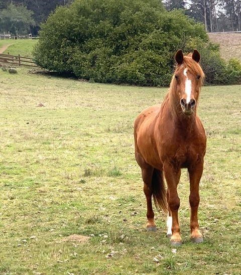 A reddish-brown horse stands in a pasture of grass, in front of large green shrubs.
