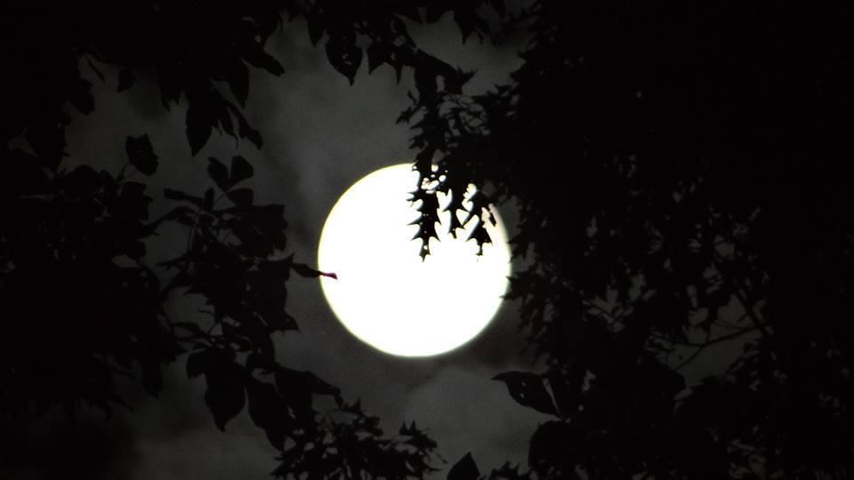 A full moon viewed through the forest canopy