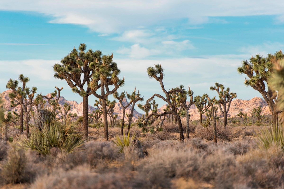 A valley filled with Joshua trees