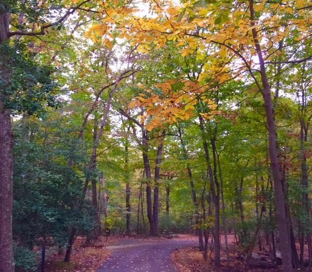 Fall colors at Greenbelt Park