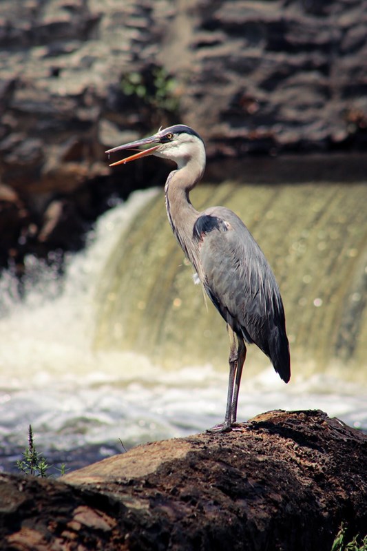 Great Blue Heron on top of rock in the Blackstone River with dam in the background