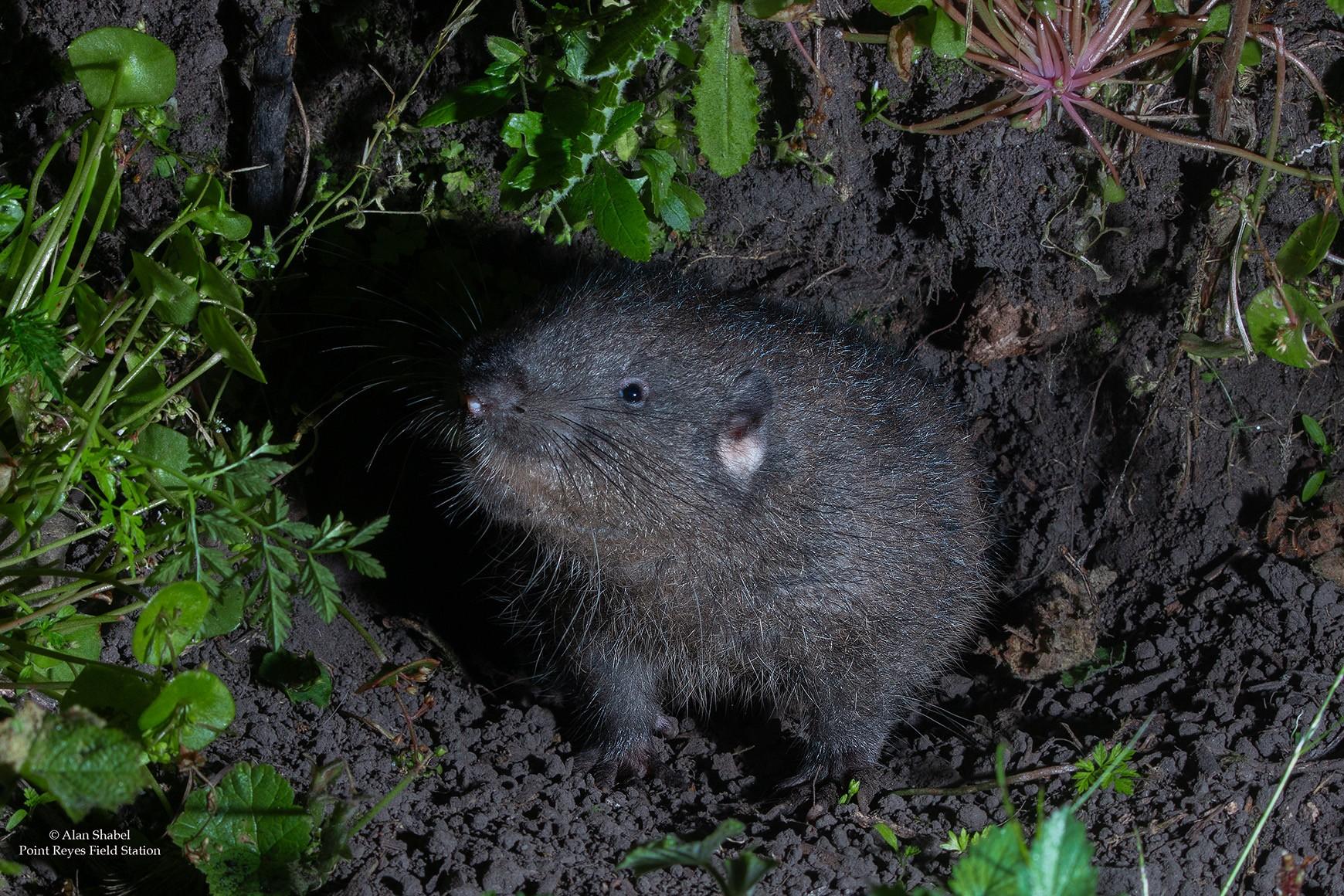 A small brown rodent-looking creature, a mountain beaver, looks out a hole in the dirt.