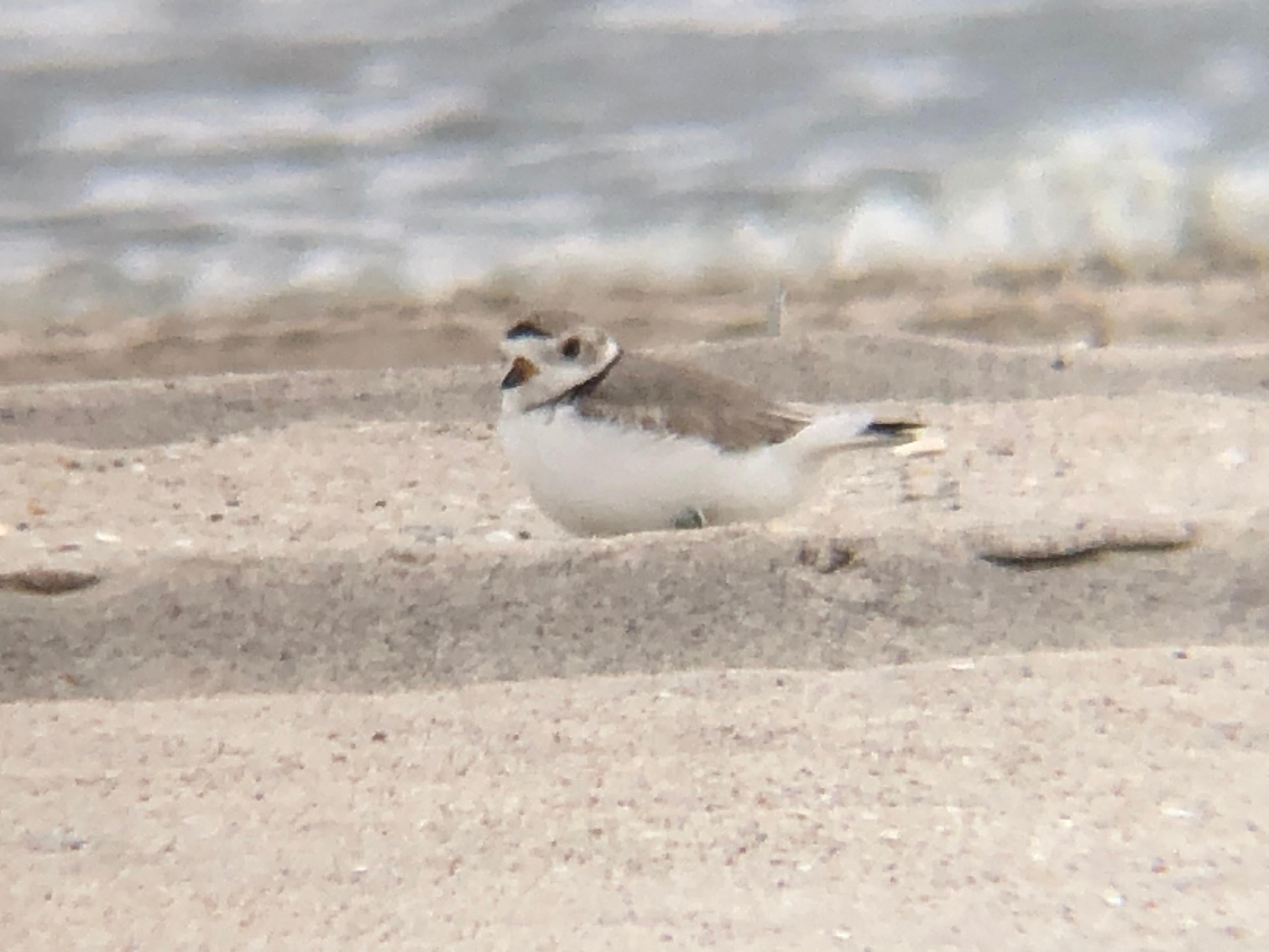 Piping Plover facing left sitting behind a small dune