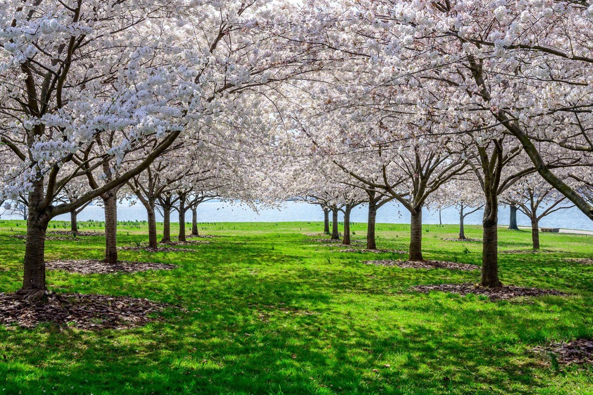 A grove of cherry blossom trees in full bloom with the river in the background.