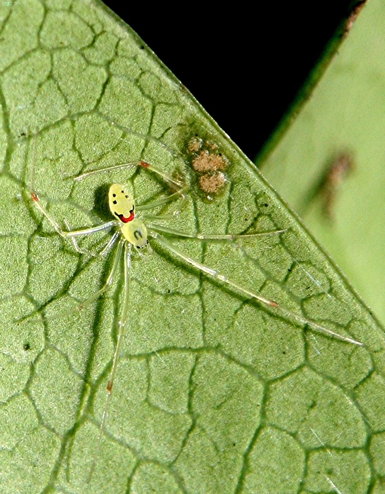 A small yellow spider with a marking on its abdomen that resembles a smile sits atop a green leaf