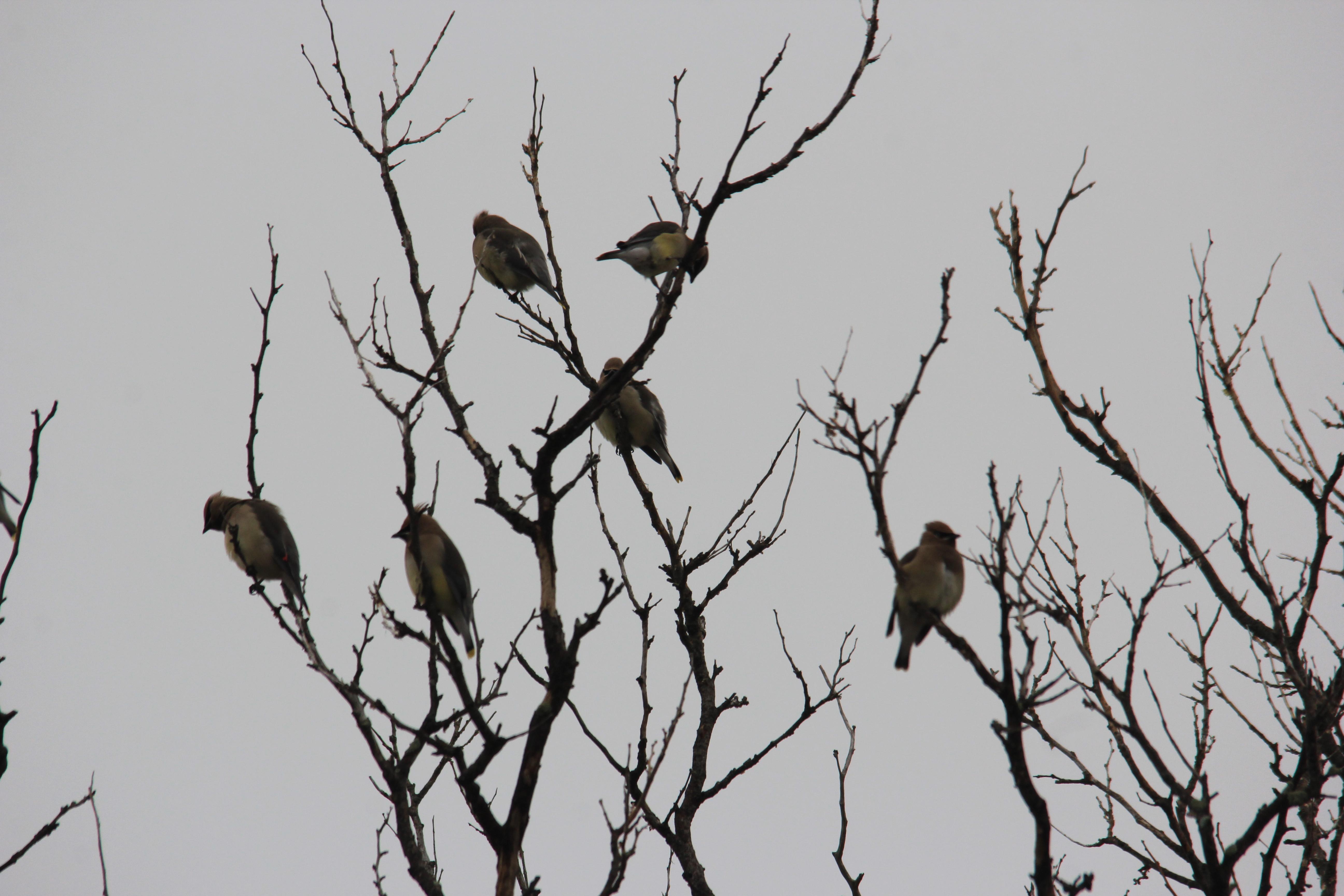Birds in a tree