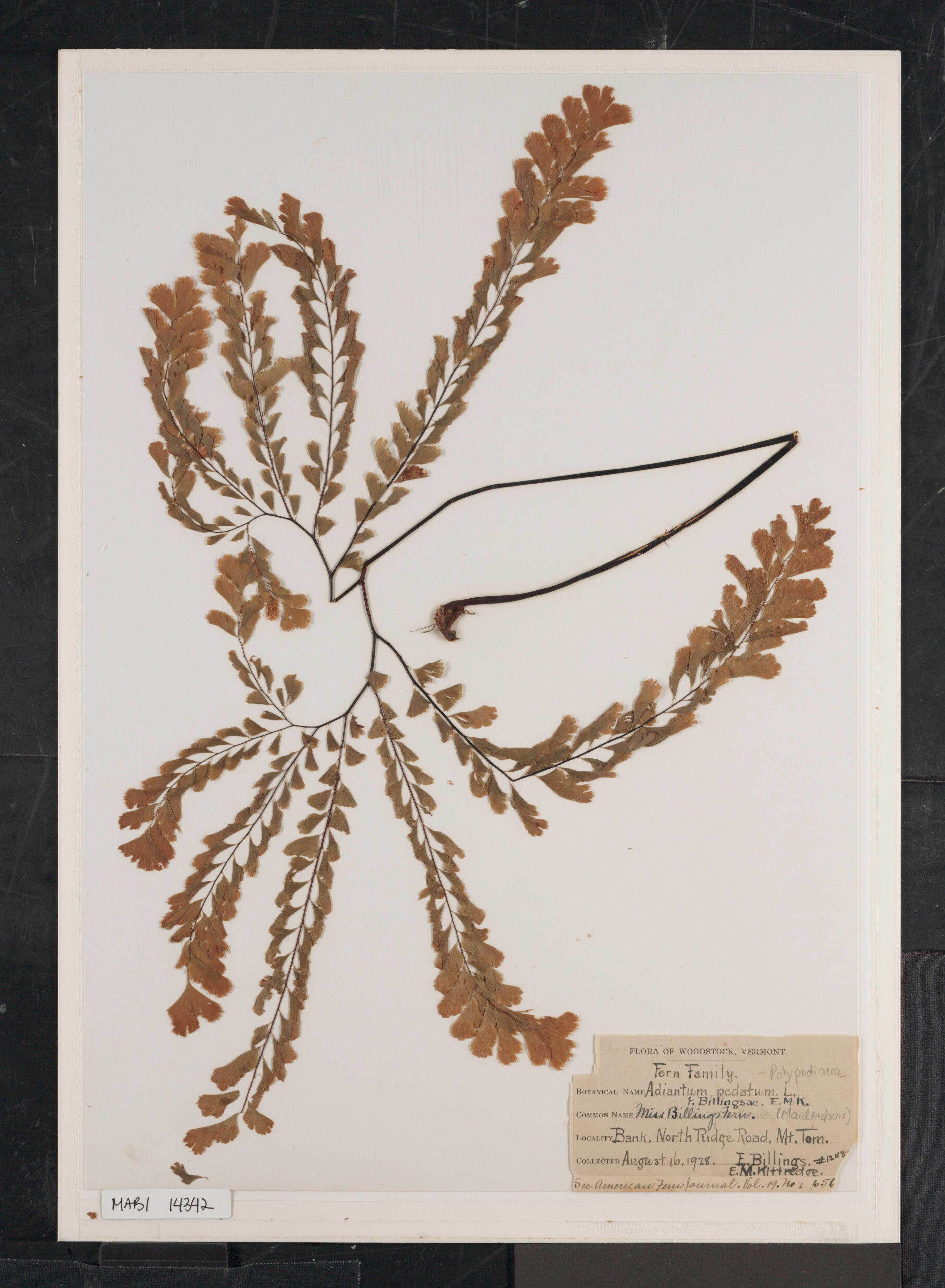 historic herbarium print, scanned flower pressing, faded with time, with archival label