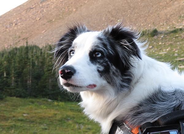 Bark Ranger Gracie at Logan Pass.