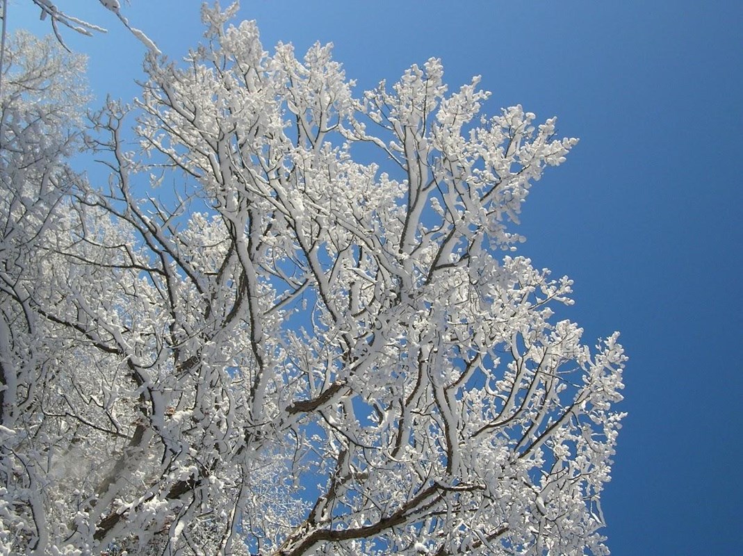 snowy tree