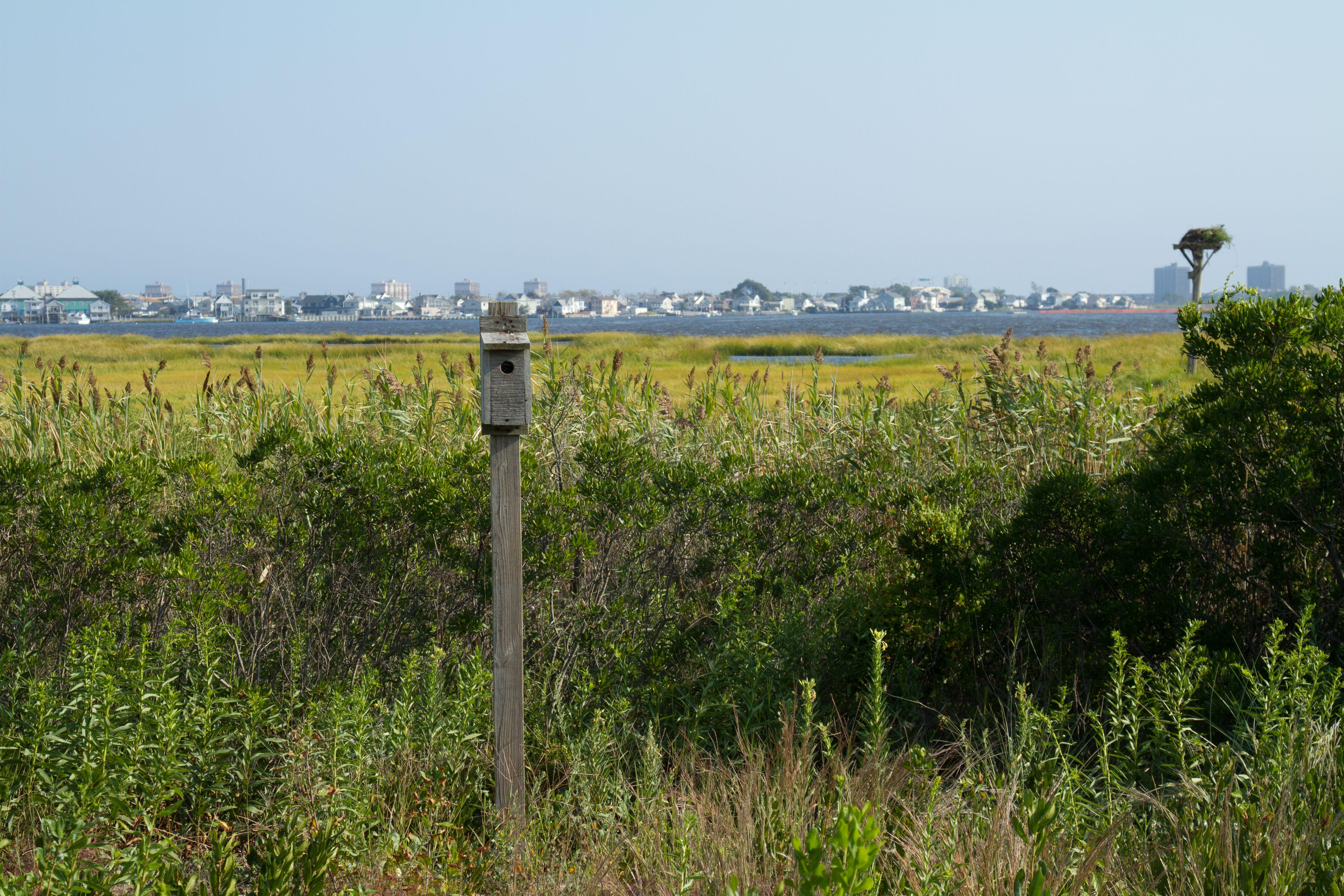birdhouse in front of salt marsh along Jamaica Bay, with Broad Channel neighborhood in background