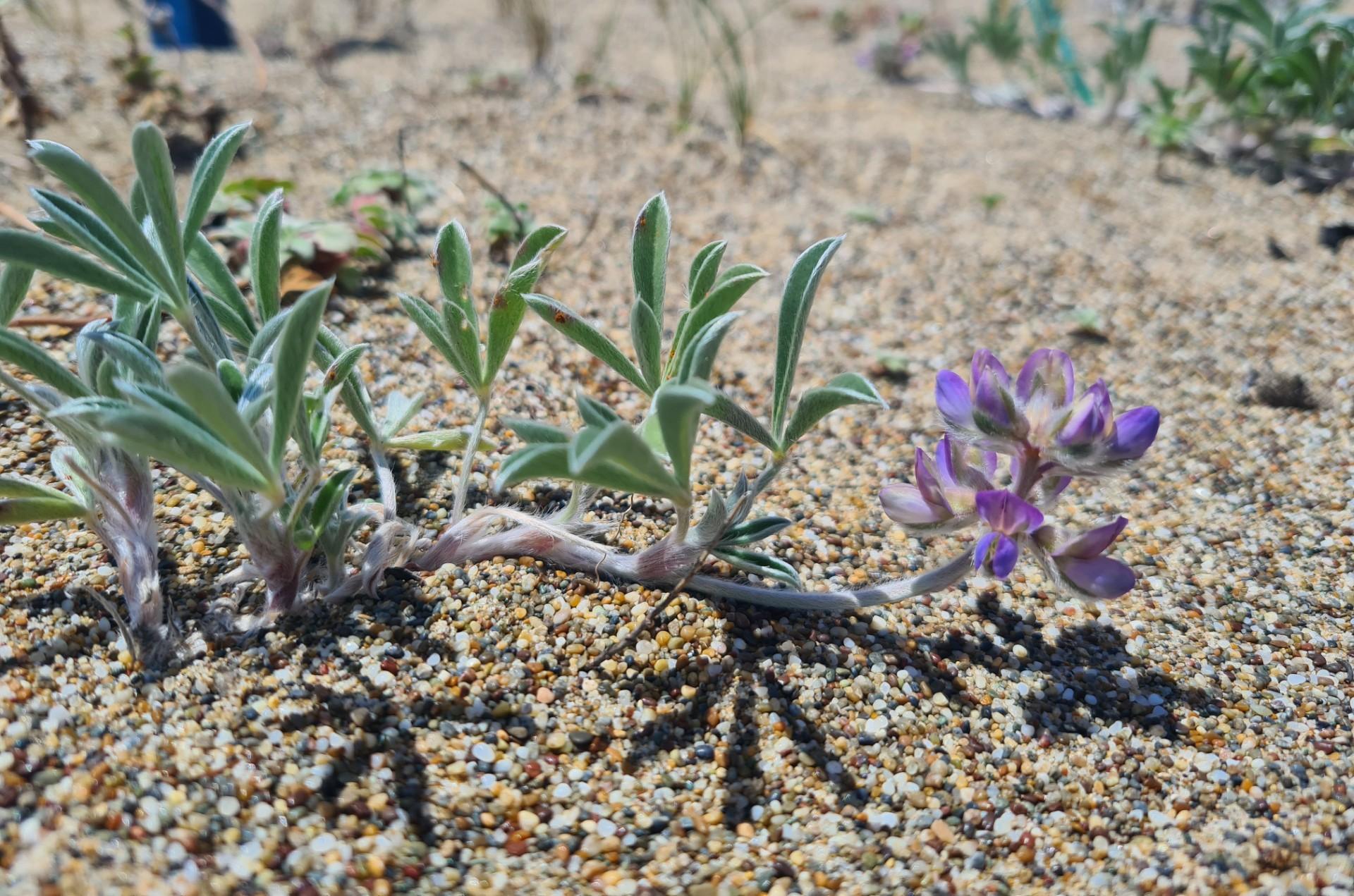 A small dune plant in sand, with purple flower and thin green leaves.