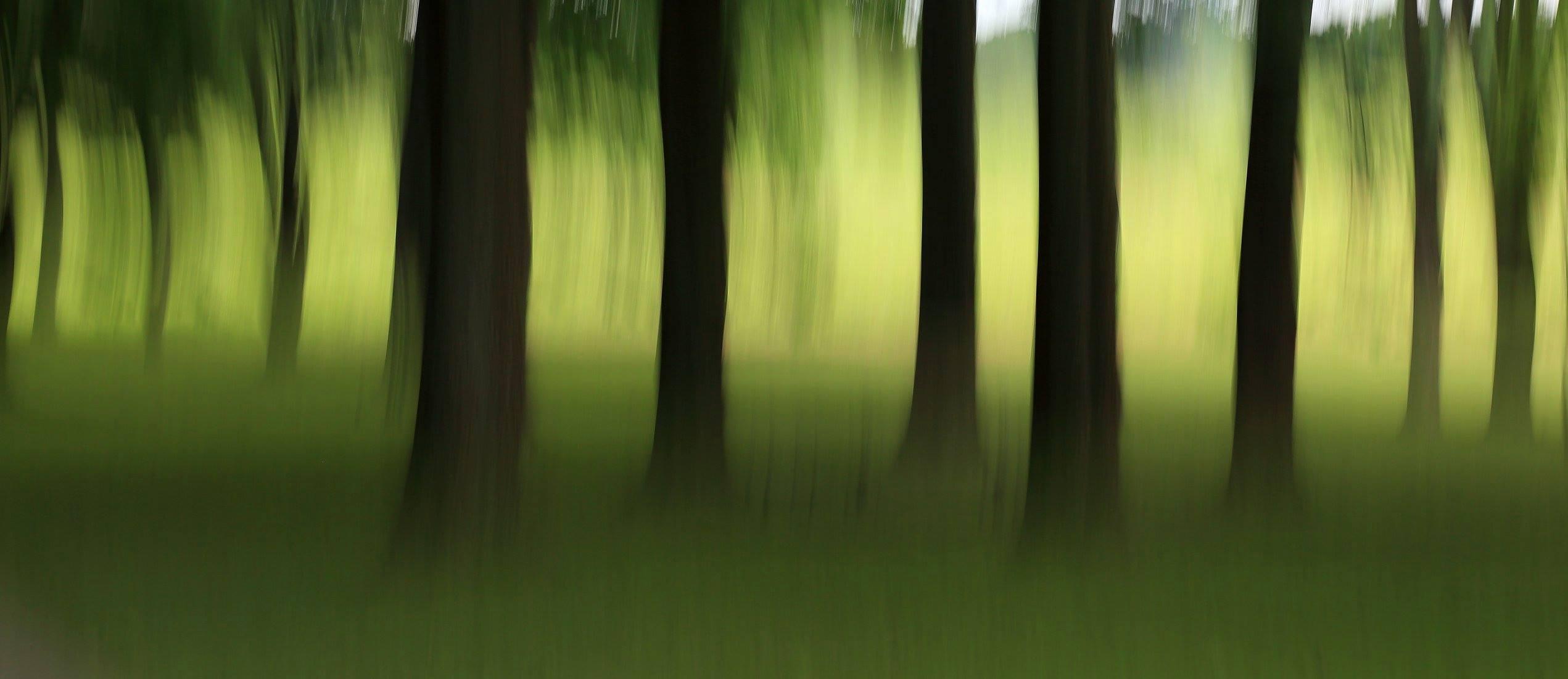 painterly photo of tree trunks