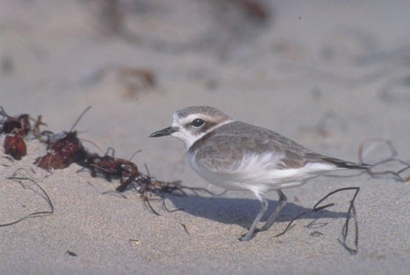 Snowy plover on a sandy beach