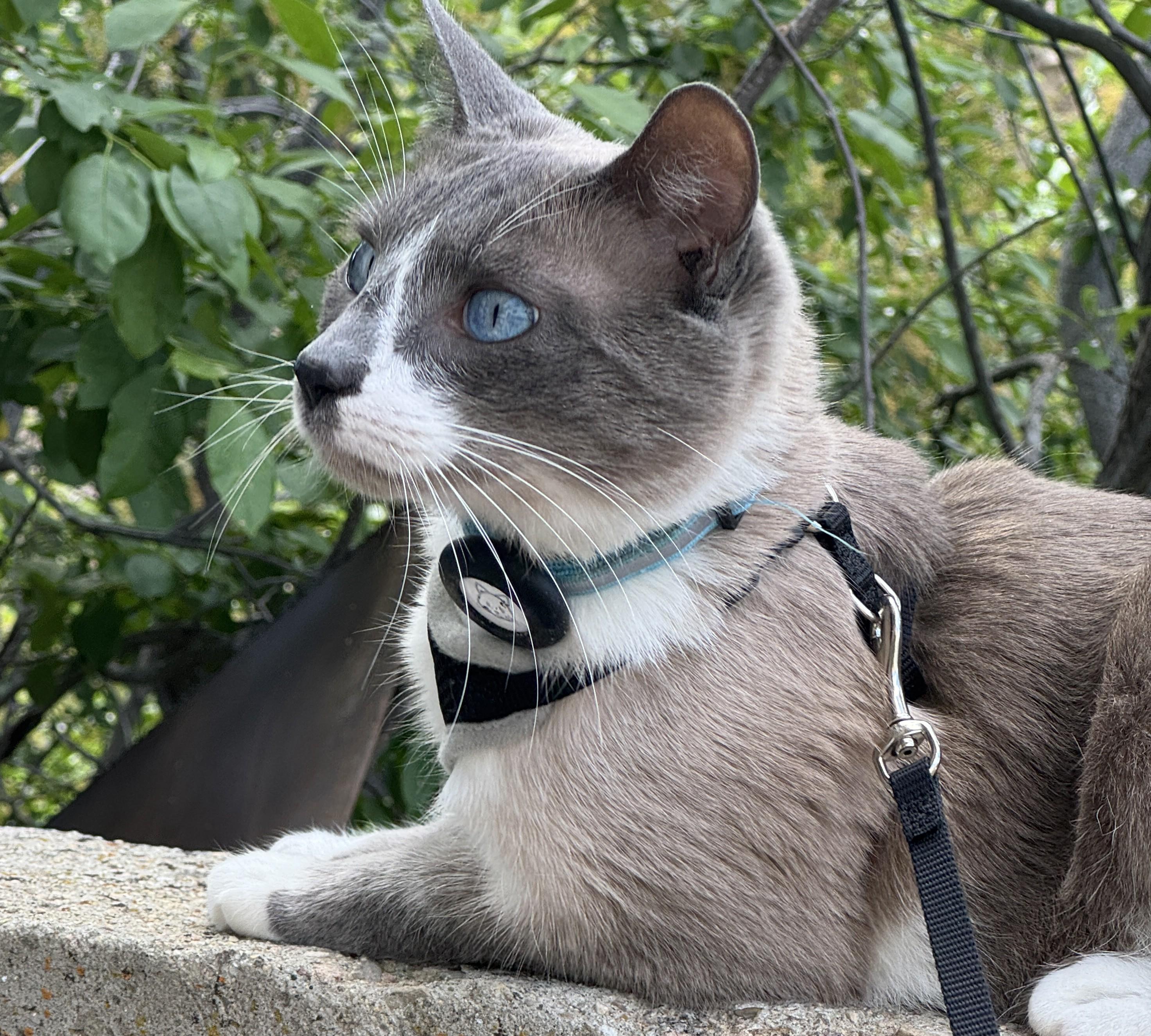 Leashed gray and white cat sitting on a wall with green leaves in the background.