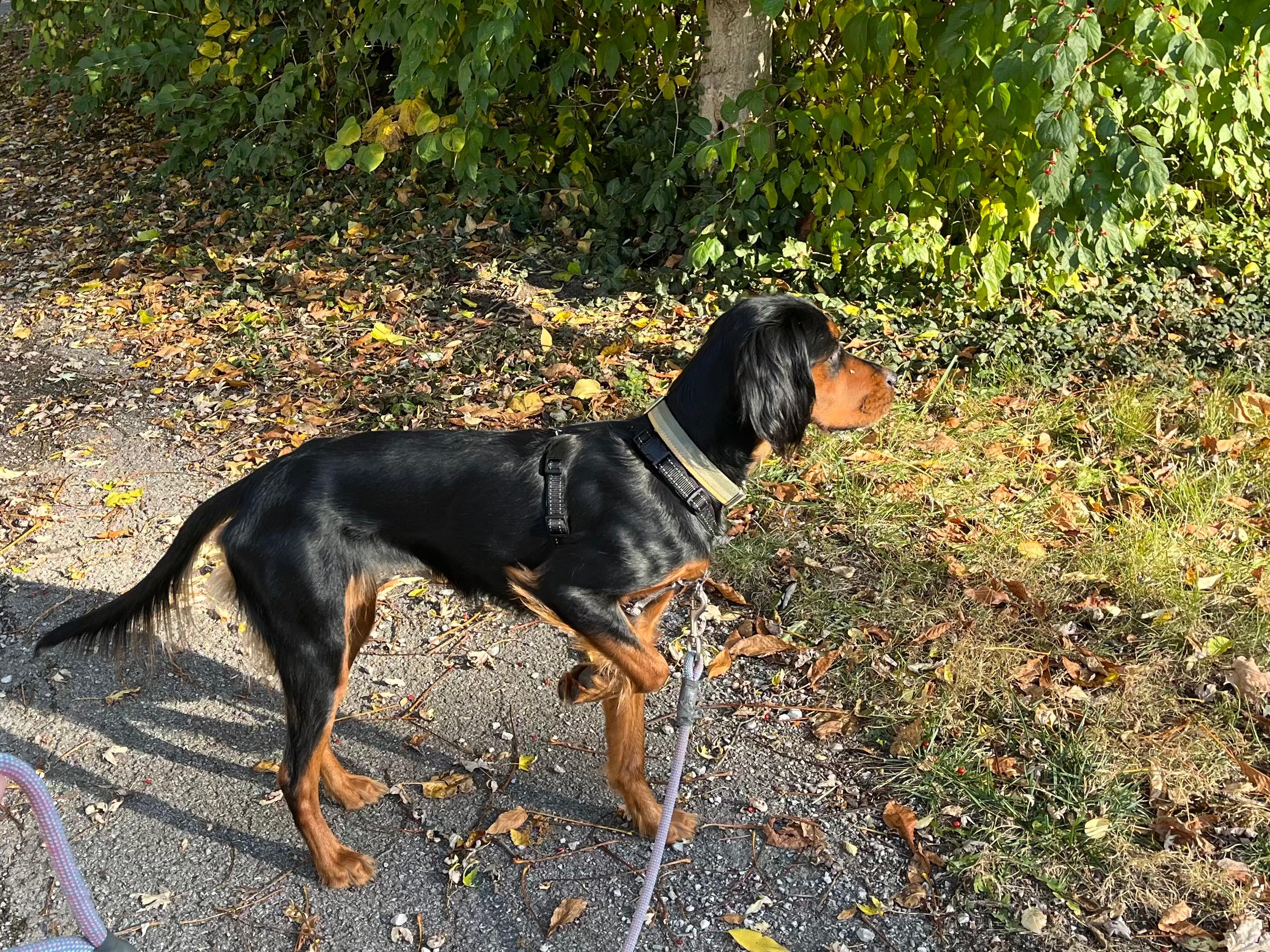 Black and brown dog on leach in front of green grass and bushes.