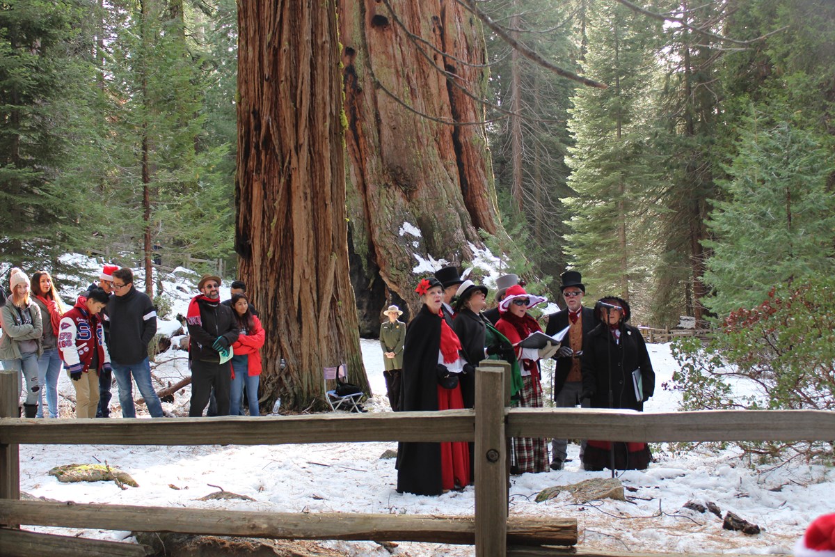 People dressed in period costumes gather near a large sequoia tree