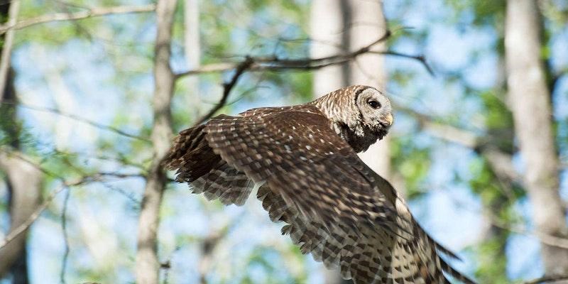 Barred owl flying through forest in daytime