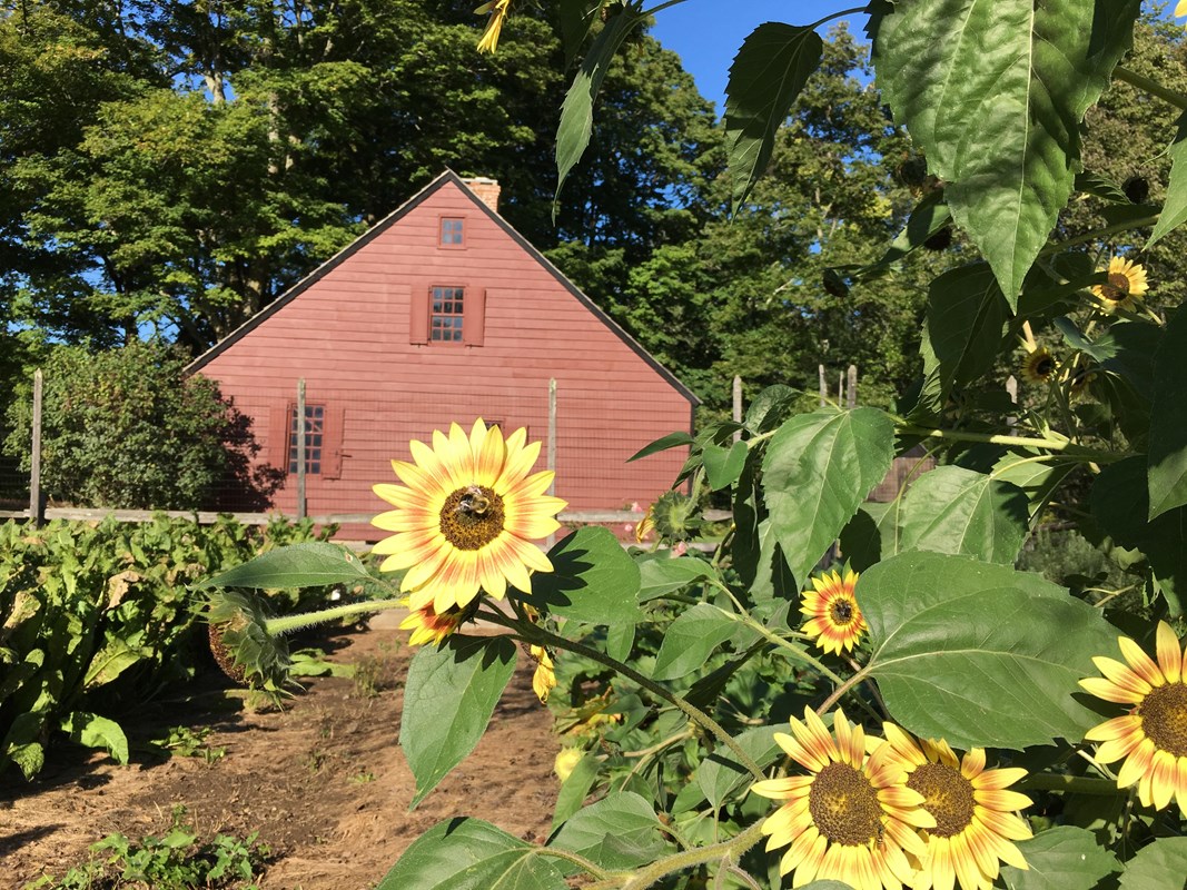 A sunflower in full bloom. Background is a garden and the end of a red house adjoining the garden.