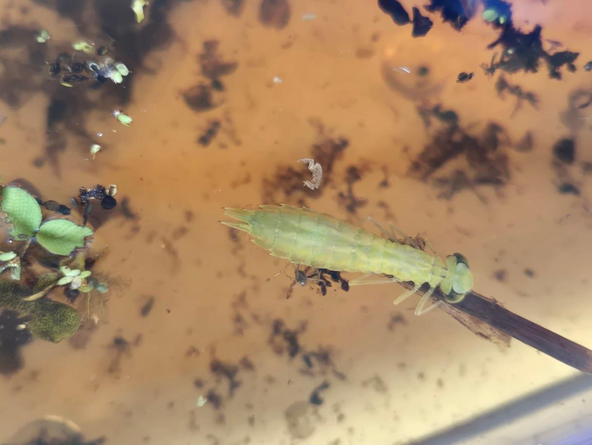 Barataria Preserve - Aquatic Invertebrate Exploration at Wetland Trace