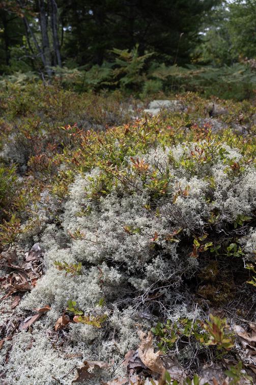 Plants and lichen on an Acadia Trail.