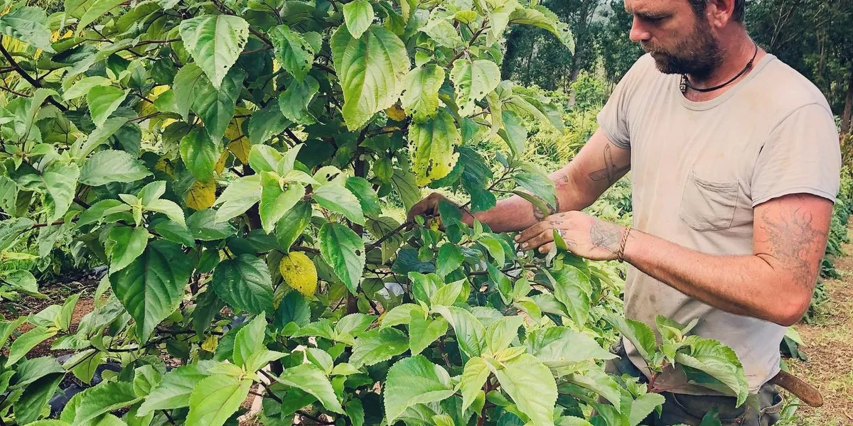 Image of a man picking leaves off a bush.