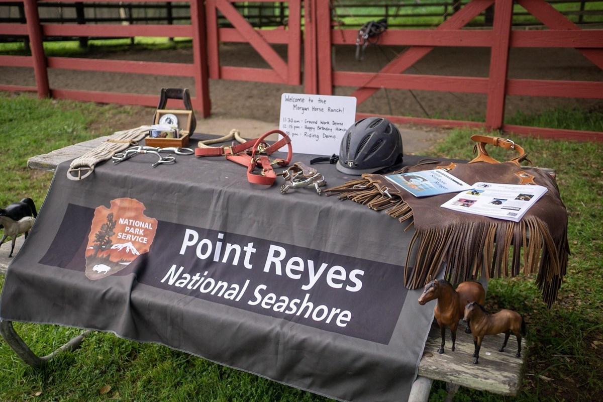 A variety of tack and horse items on a picnic table with a Point Reyes National Seashore tablecloth.