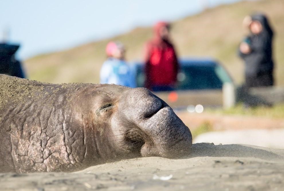 Close up of a male elephant seal sleeping on a beach; with visitors looking on in the background.