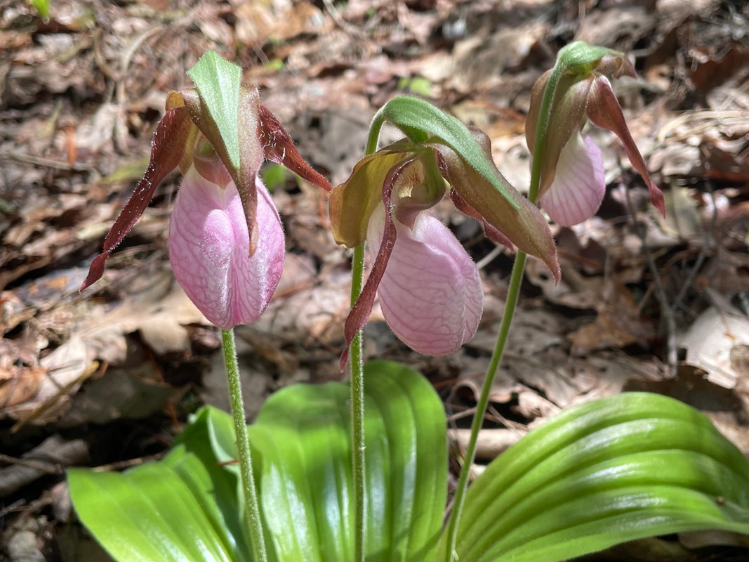 Pink Ladyslipper wildflowers on the forest floor