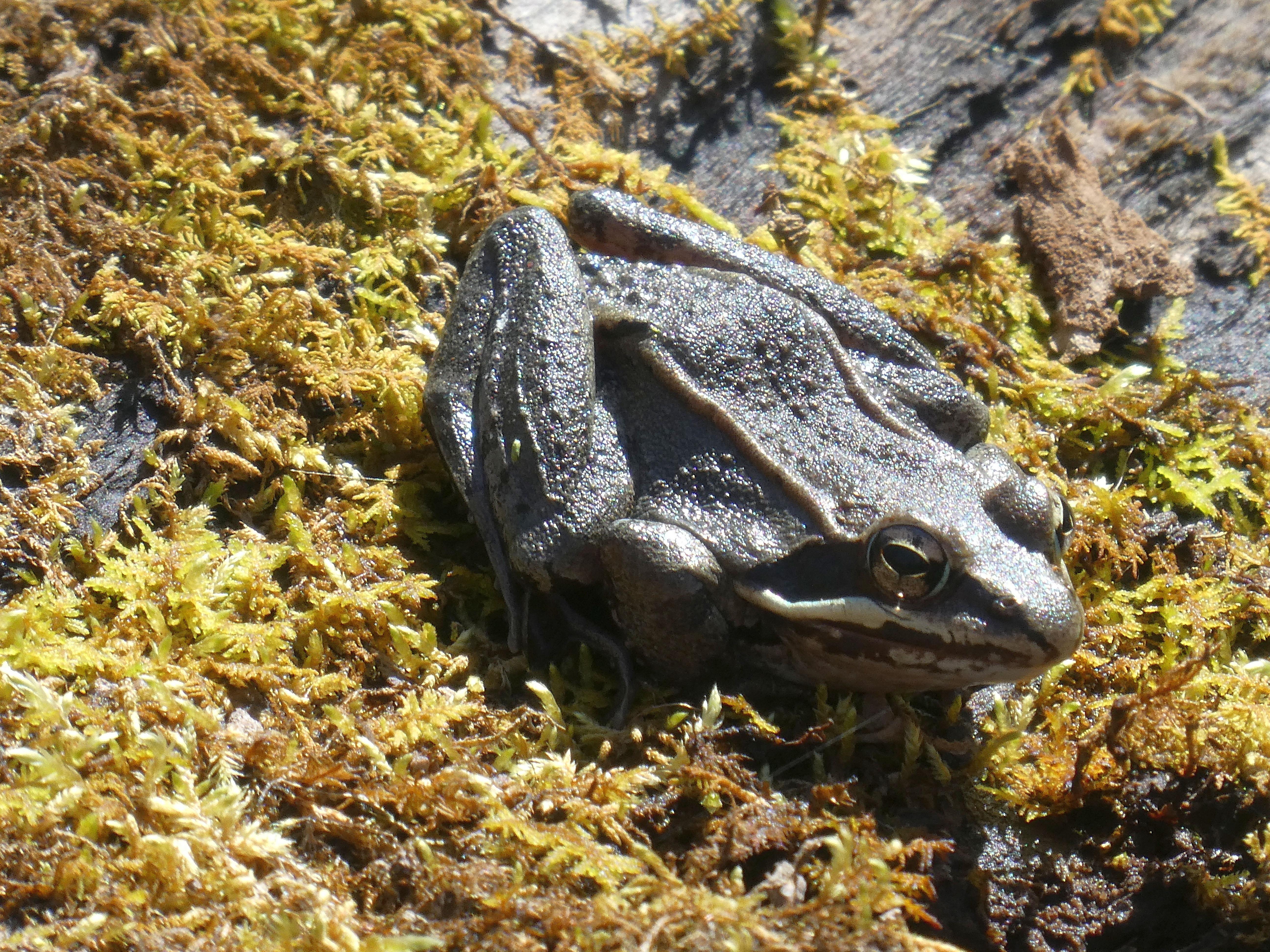 Gray tree frog resting on sunlit moss, its smooth skin blending with the bark and lichen around it.