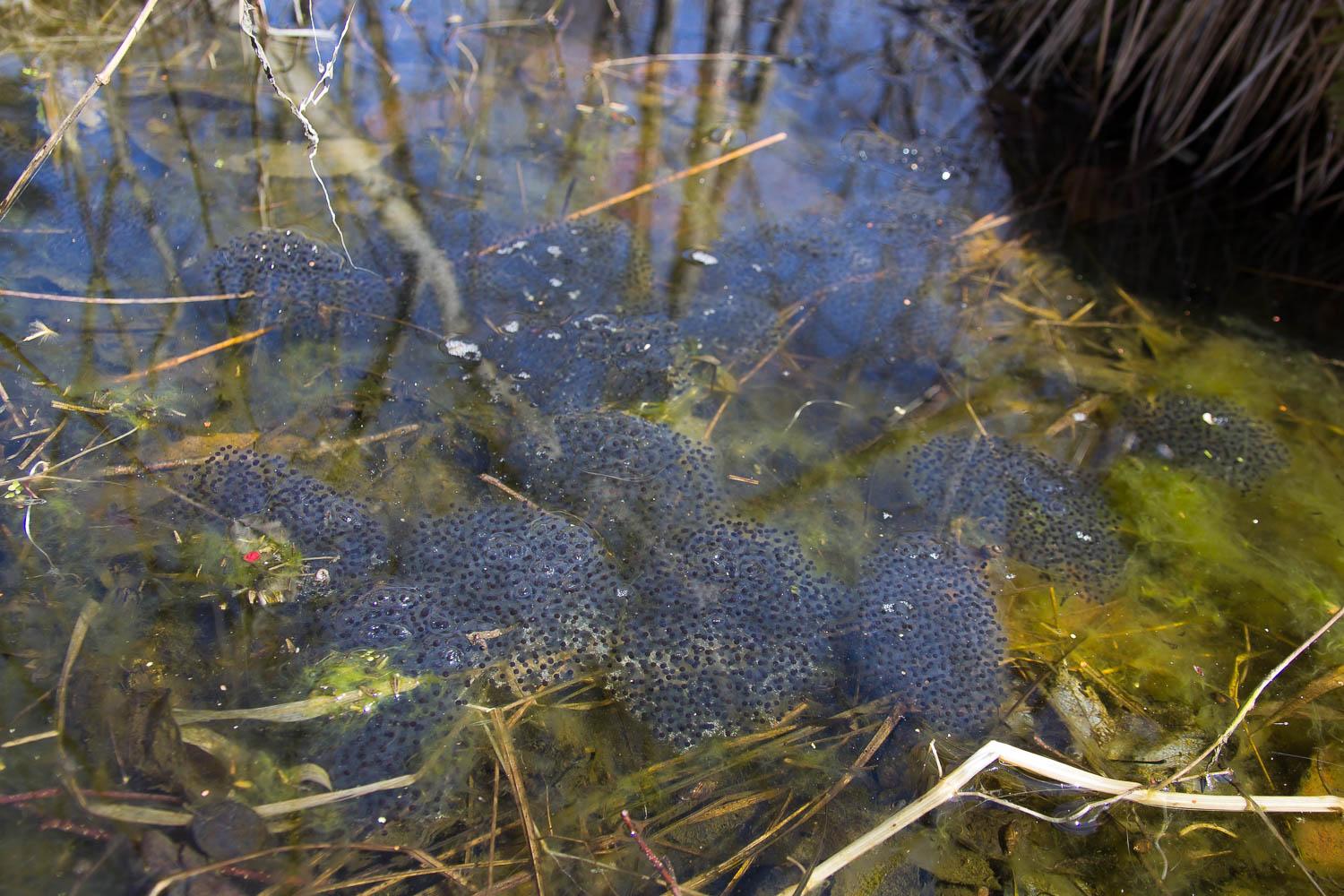 Clusters of jelly-like egg masses with dark embryos submerged in shallow water among grasses.