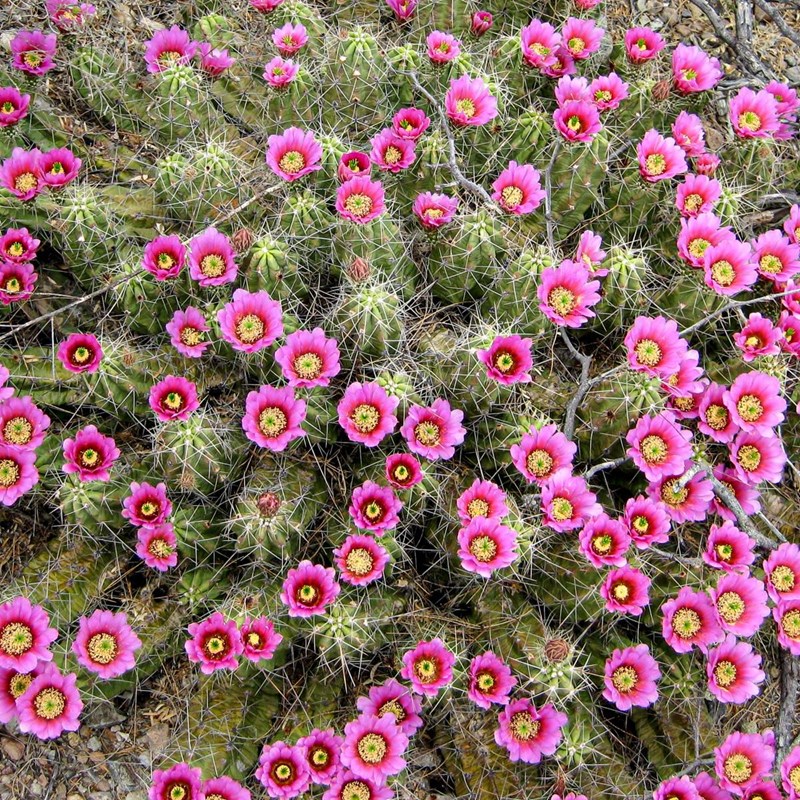 A multi-stemmed cactus covered with pink flowers with dark red throats.