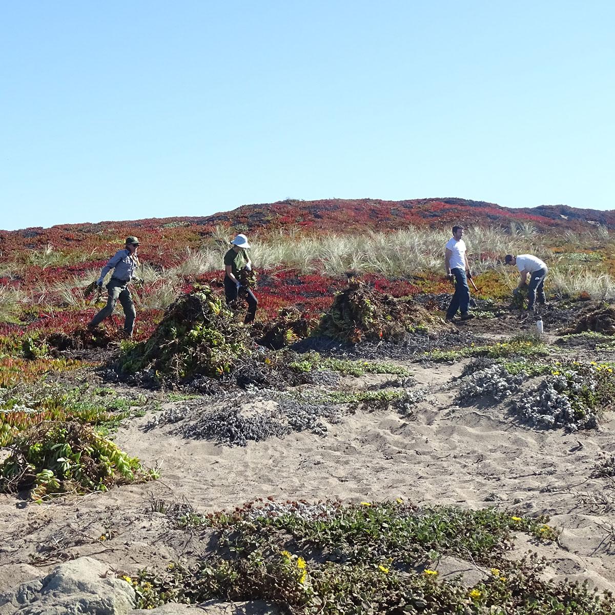 Four individuals pulling and piling invasive plants in sand dunes.