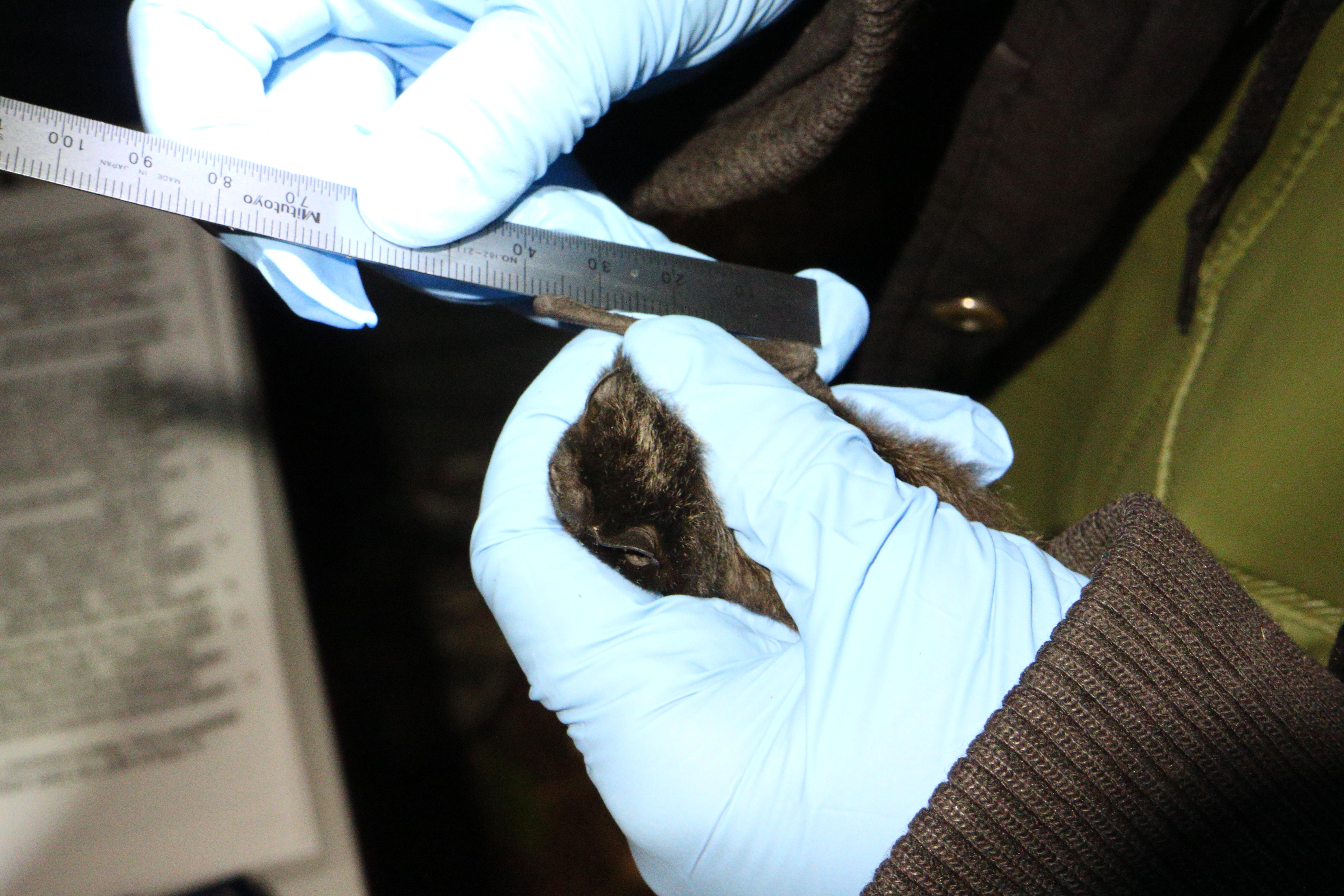 Chateau Bat Night