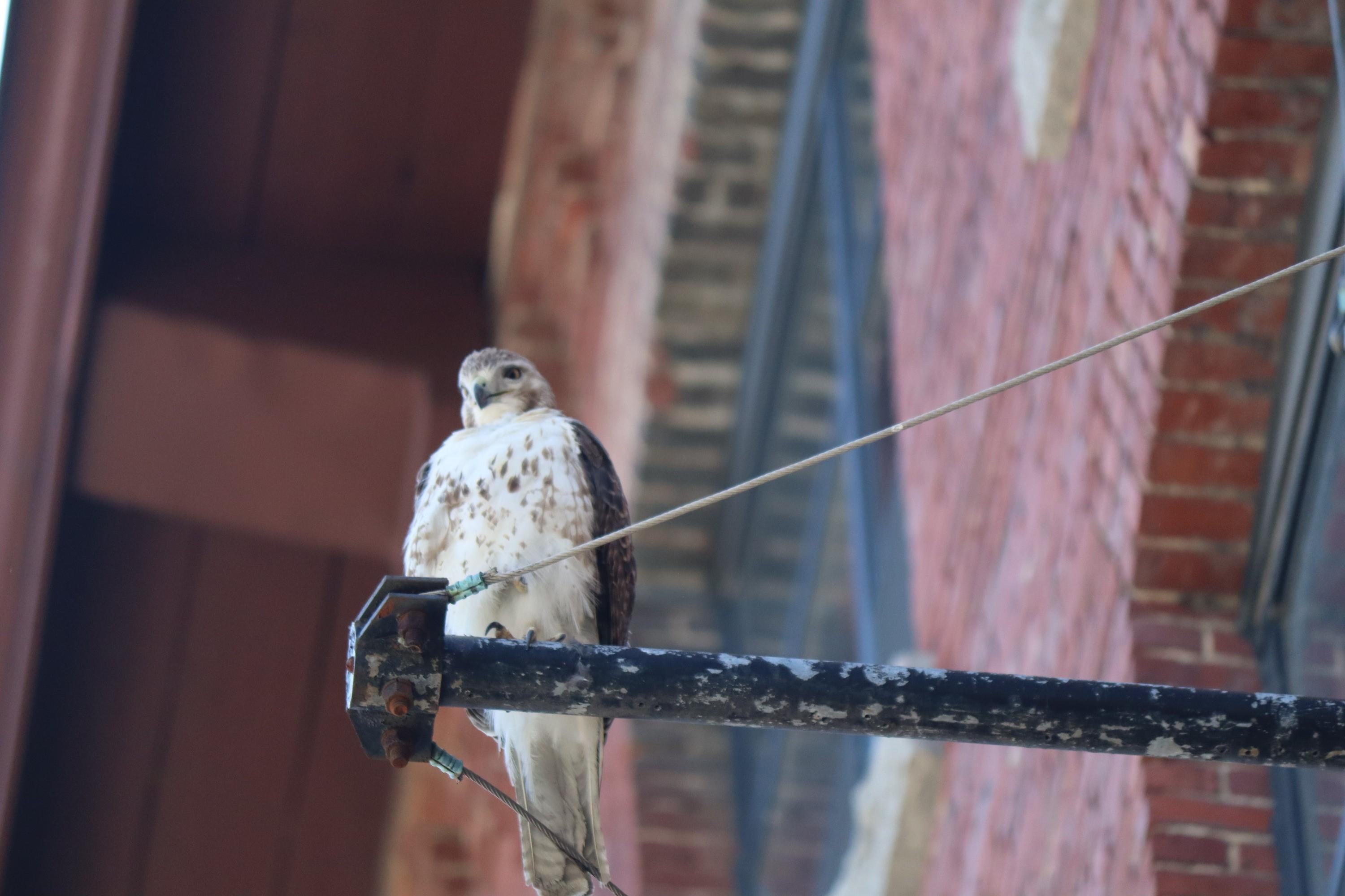 A bird sits on a metal beam that extends from a brick building.
