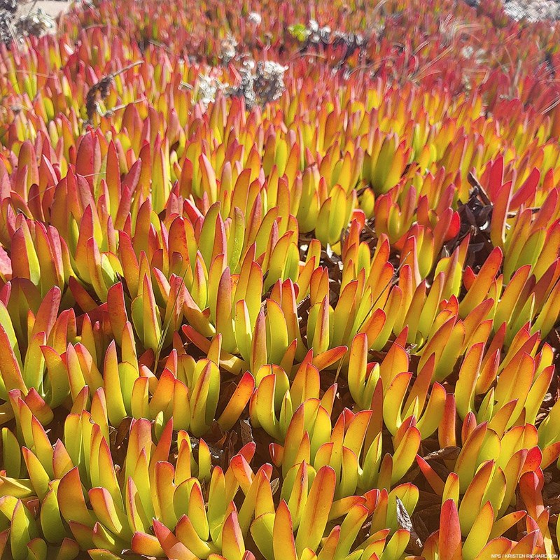 A mat of iceplant, which has hundreds of thick, steak-fry-shaped succulent greenish-yellow leaves.