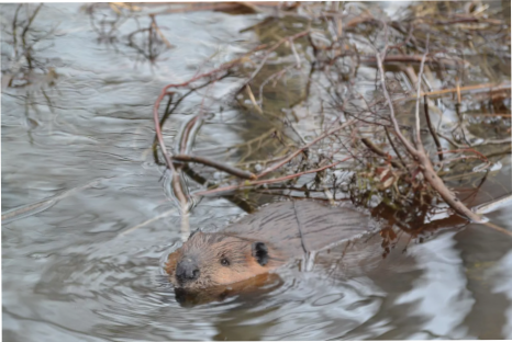 A beaver partially submerged in water.