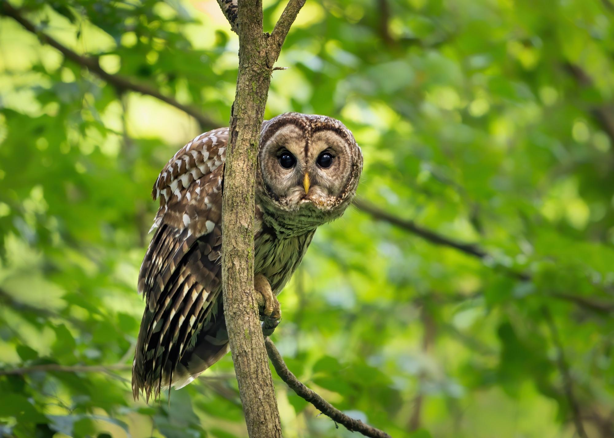 Blackwoods Campground Program: The Tree of Life – Exploring Acadia's Animal Connections