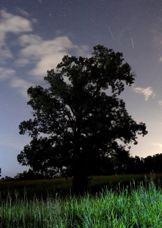 Two Perseid meteors behind the tree.