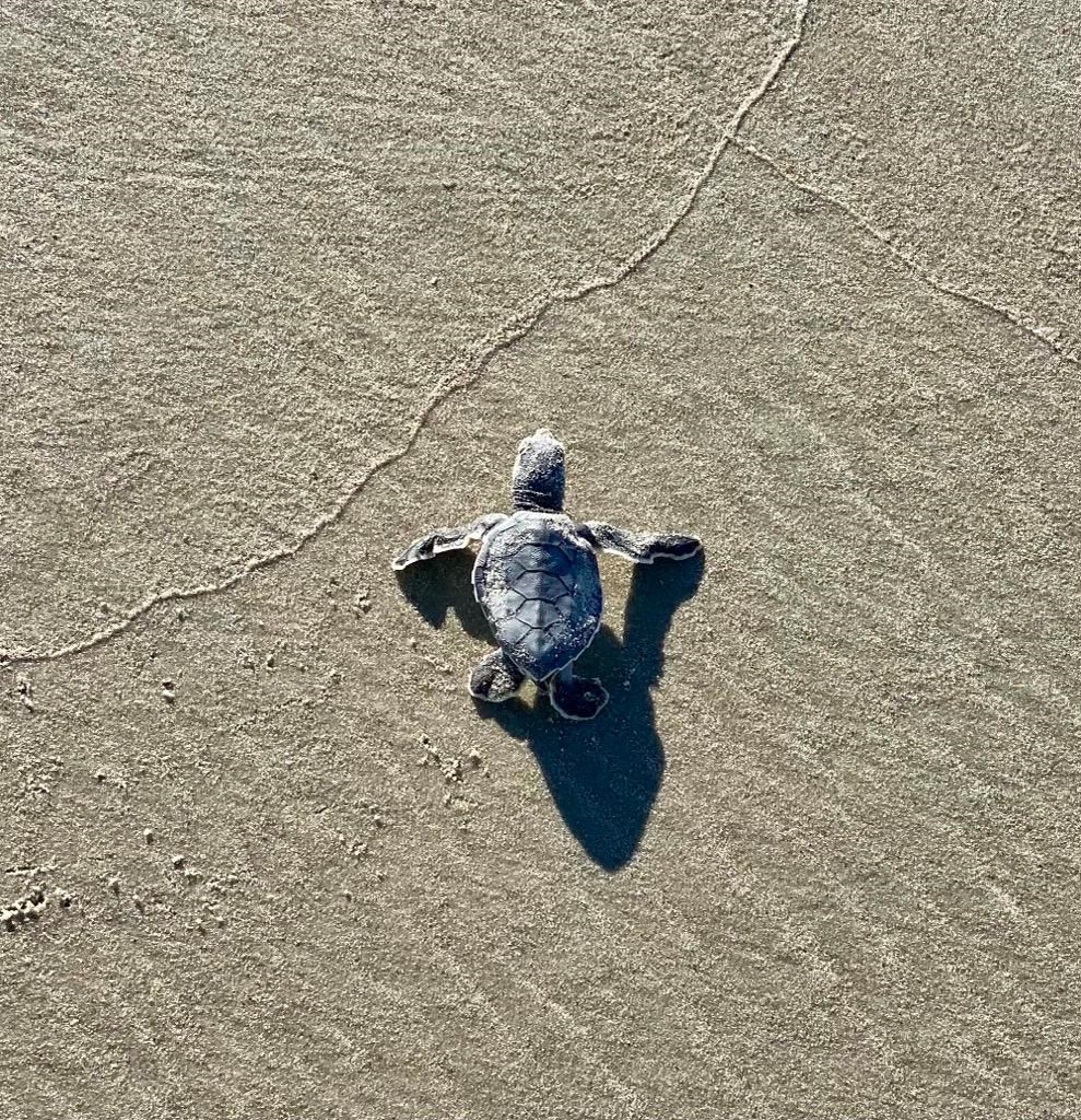 Green Turtle heading to ocean