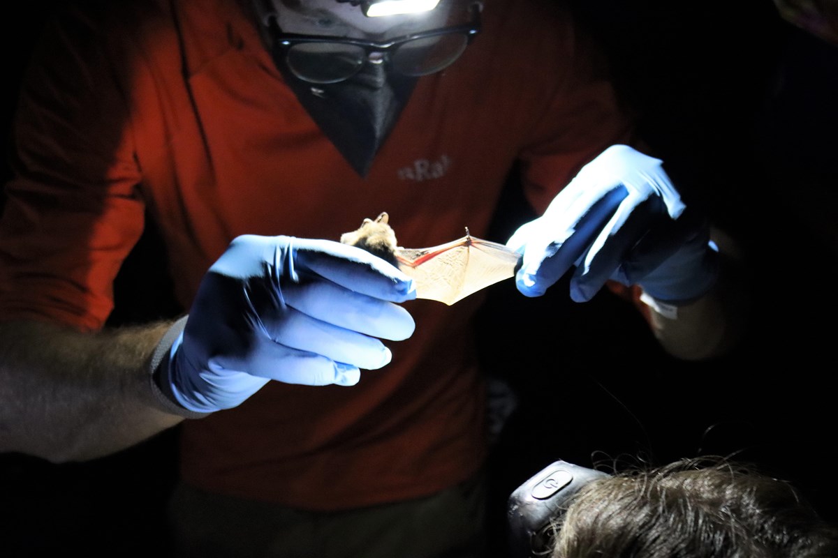a researcher holds a small bat's wing during a nighttime survey of bats.