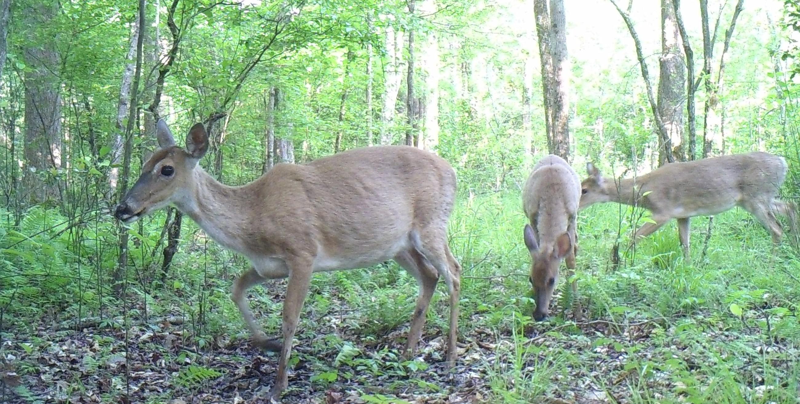 Three whitetail deer in a dense, wooded area.