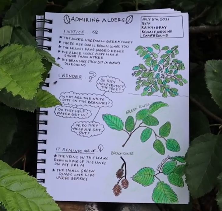 A nature journal page with drawings of alder tree leaves and notes about the tree.