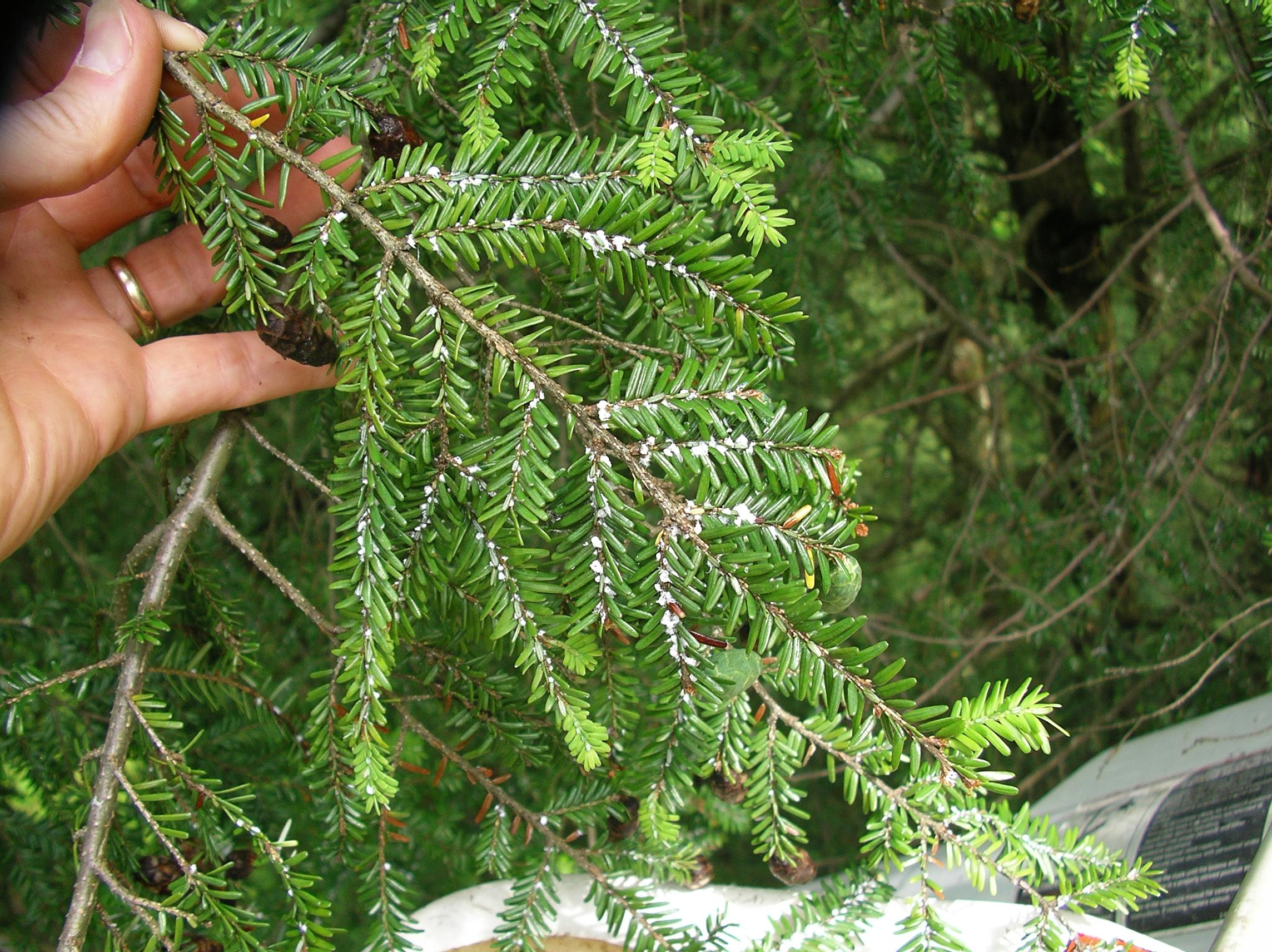 eastern hemlock infested with hemlock wooly adelgid