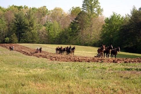 two teams of mules plow in a field