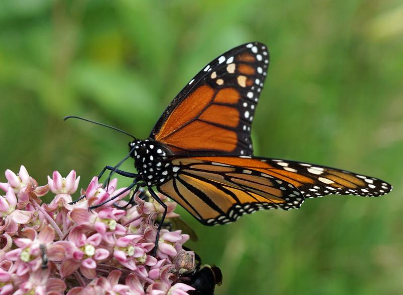 An orange and black monarch butterfly perched on the pink bloom of a milkweed plant.
