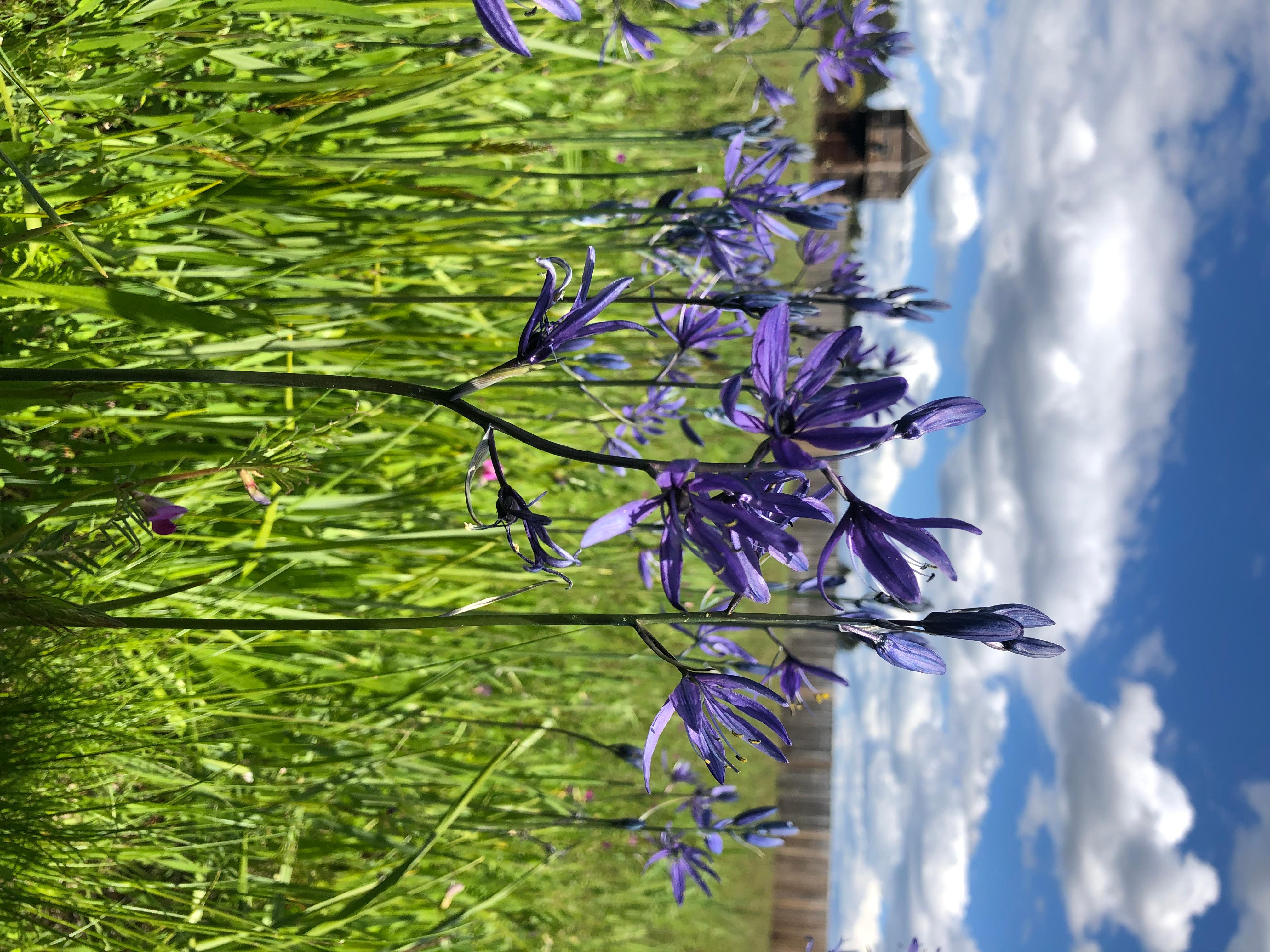 Purple camas flowers blooming in a grassy field at Fort Vancouver, with the Hudson&rsquo;s Bay Company bas
