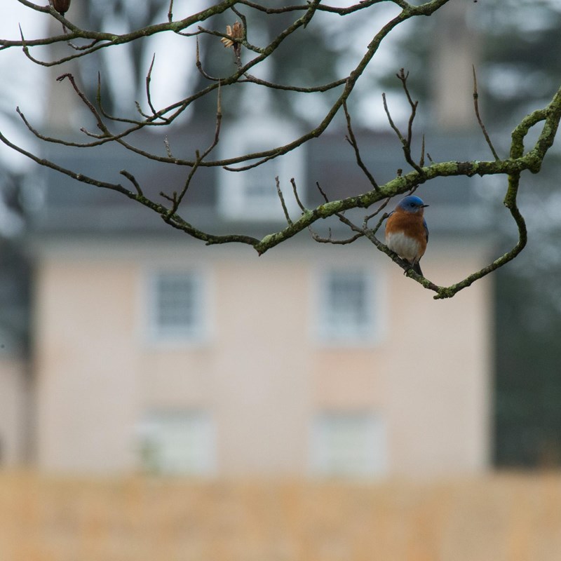 A bluebird perched on a branch in front of the Hampton mansion.